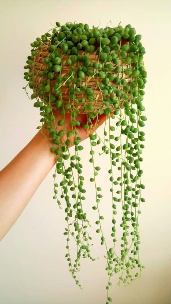 Person holding a basket growing a string of pearls.