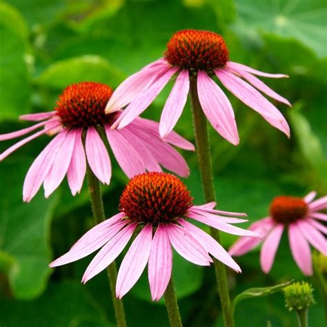 Echinacea purpurea (purple coneflower) - Butterfly Effect Farm