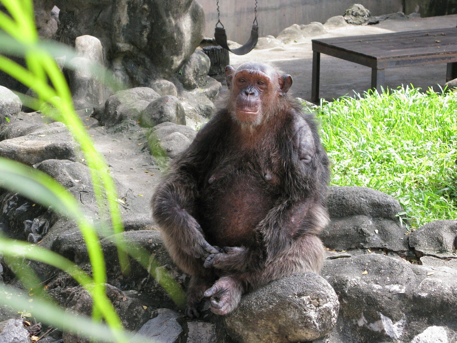 A chimpanzee sits on a rock.