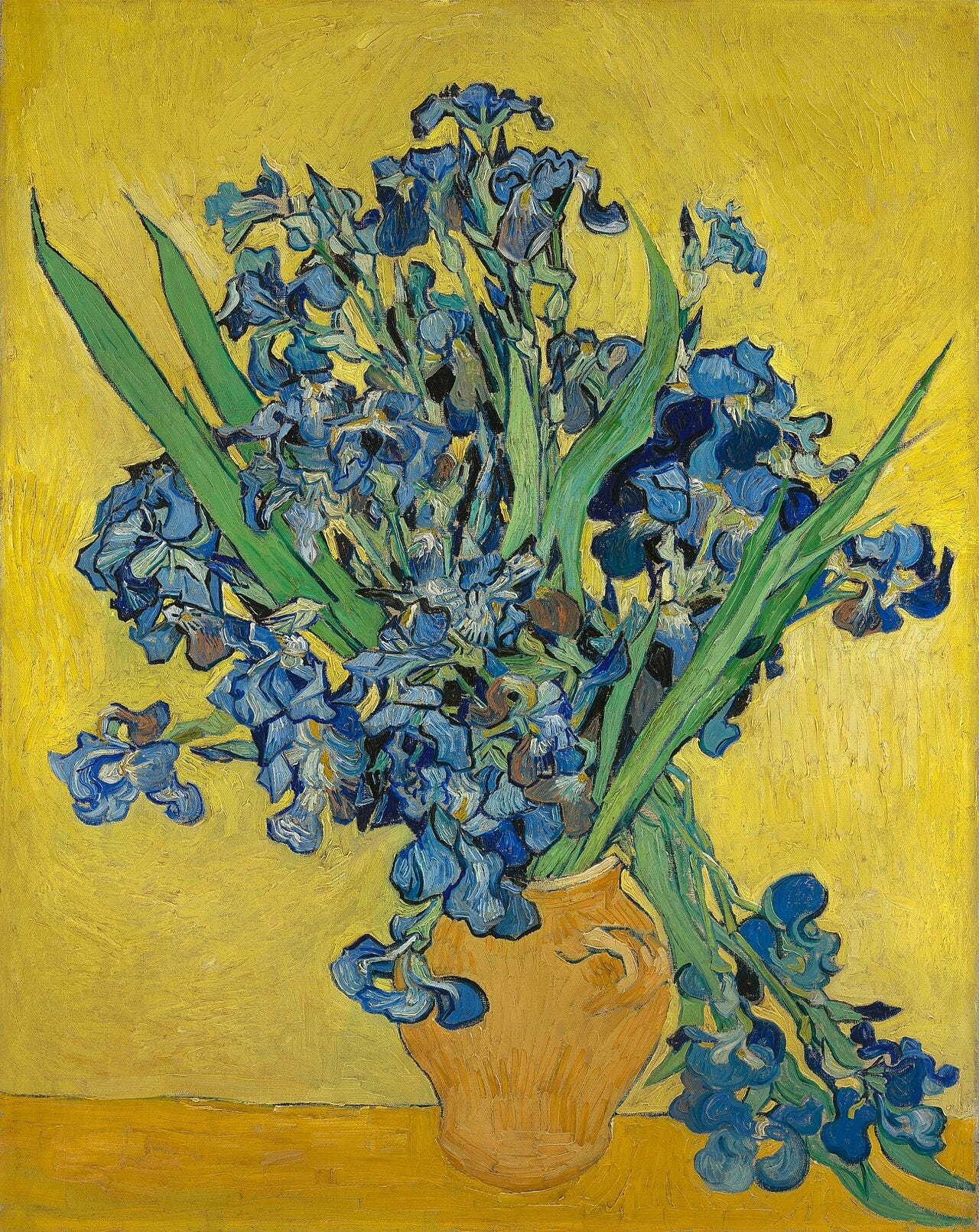 A bed of blue purple irises with one white bloom A bed of blue purple irises with one white bloom