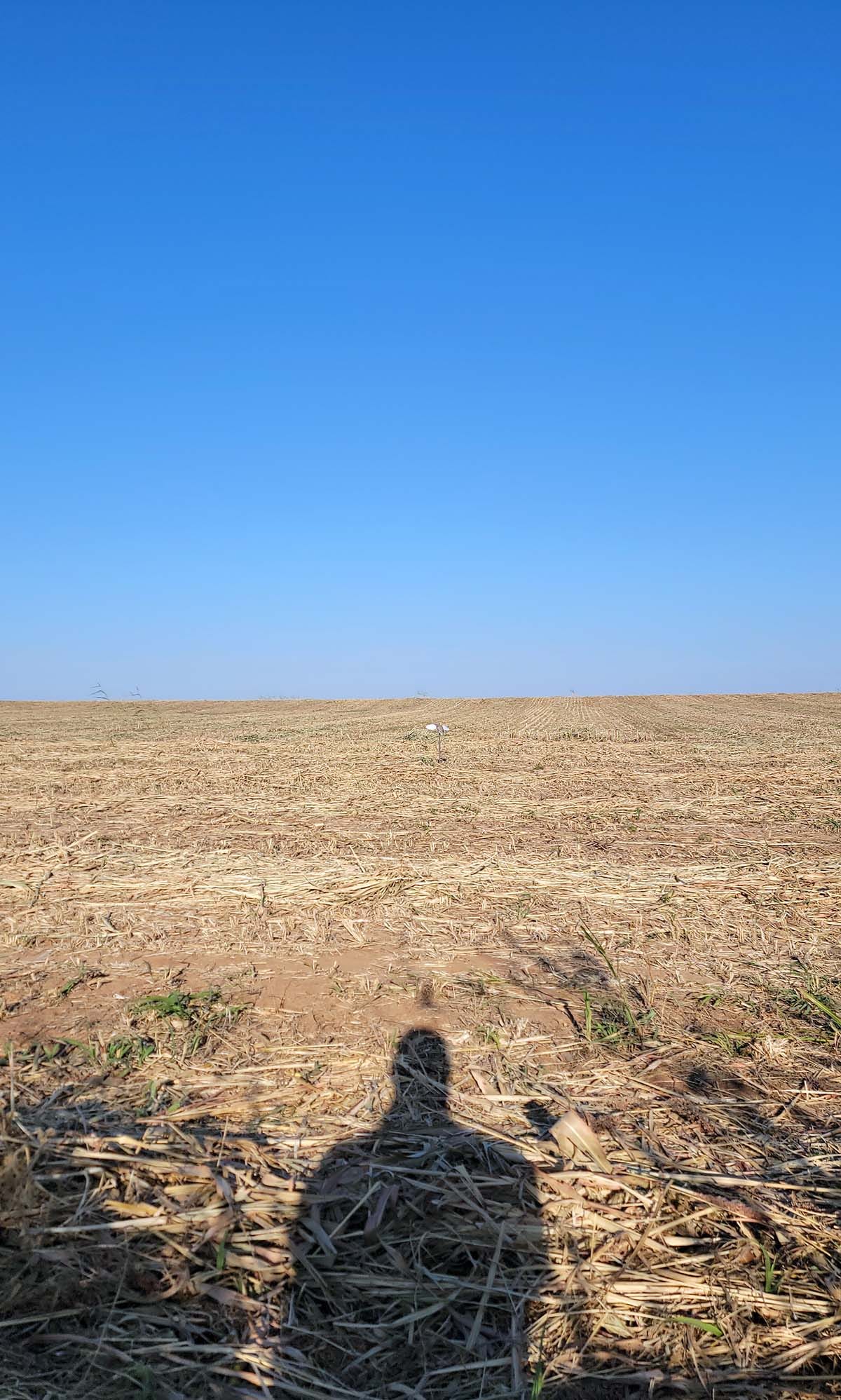 A shadow of a dove hunter in a field. 