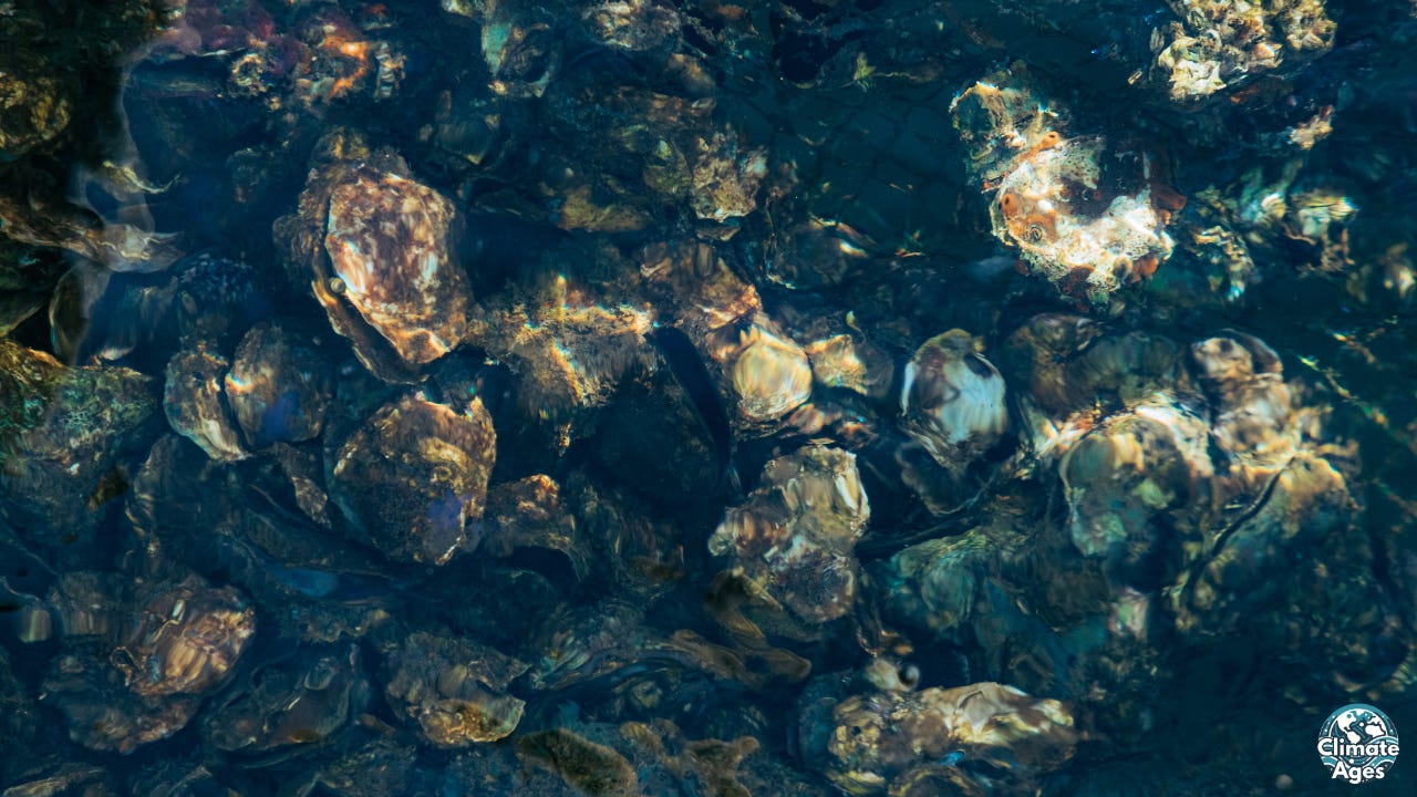 Close-up view of a living oyster reef underwater. Dozens of oyster shells cluster together, their rough surfaces catching light through the rippling water. A dark fish swims across the center of the image. The photo highlights the texture and density of oysters as natural reef builders.