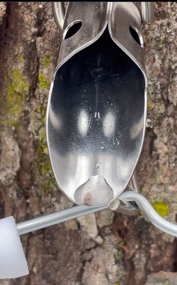 a metal spout drilled into the bark of a tree shows sap dripping out