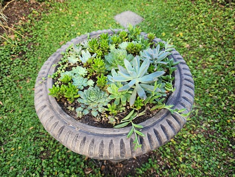 A collection of six photos of parts of my garden, including a veggie box, bowls of succulents, a pond, and a tree with a swing below it.