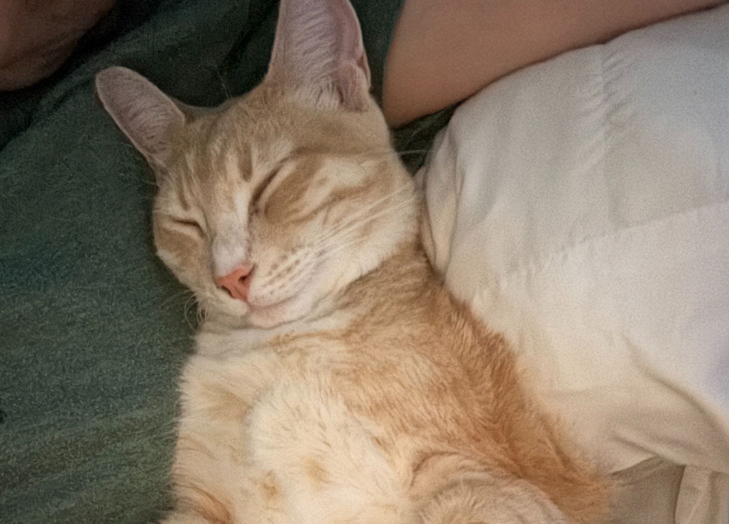 A ginger cat sleeping peacefully on a person's chest, looking very cozy and relaxed.