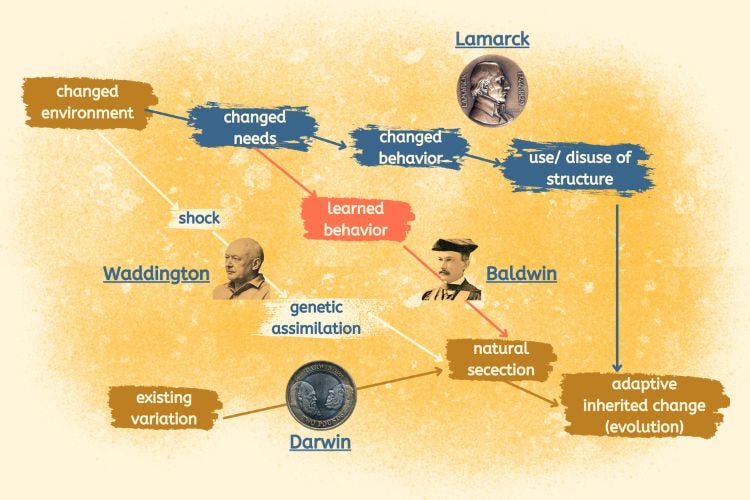 Evolution of 'Evolution' Evolution of 'Evolution'