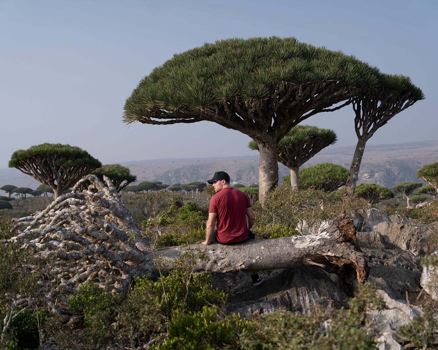A man sitting on a tree