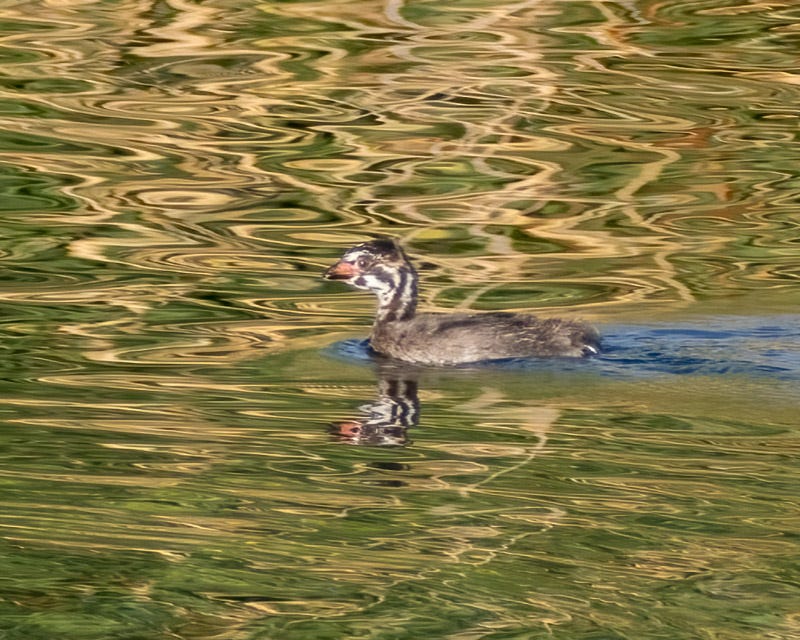 20250527-Sewailo-52-Edit.jpg 20250527-Sewailo-52-Edit.jpg