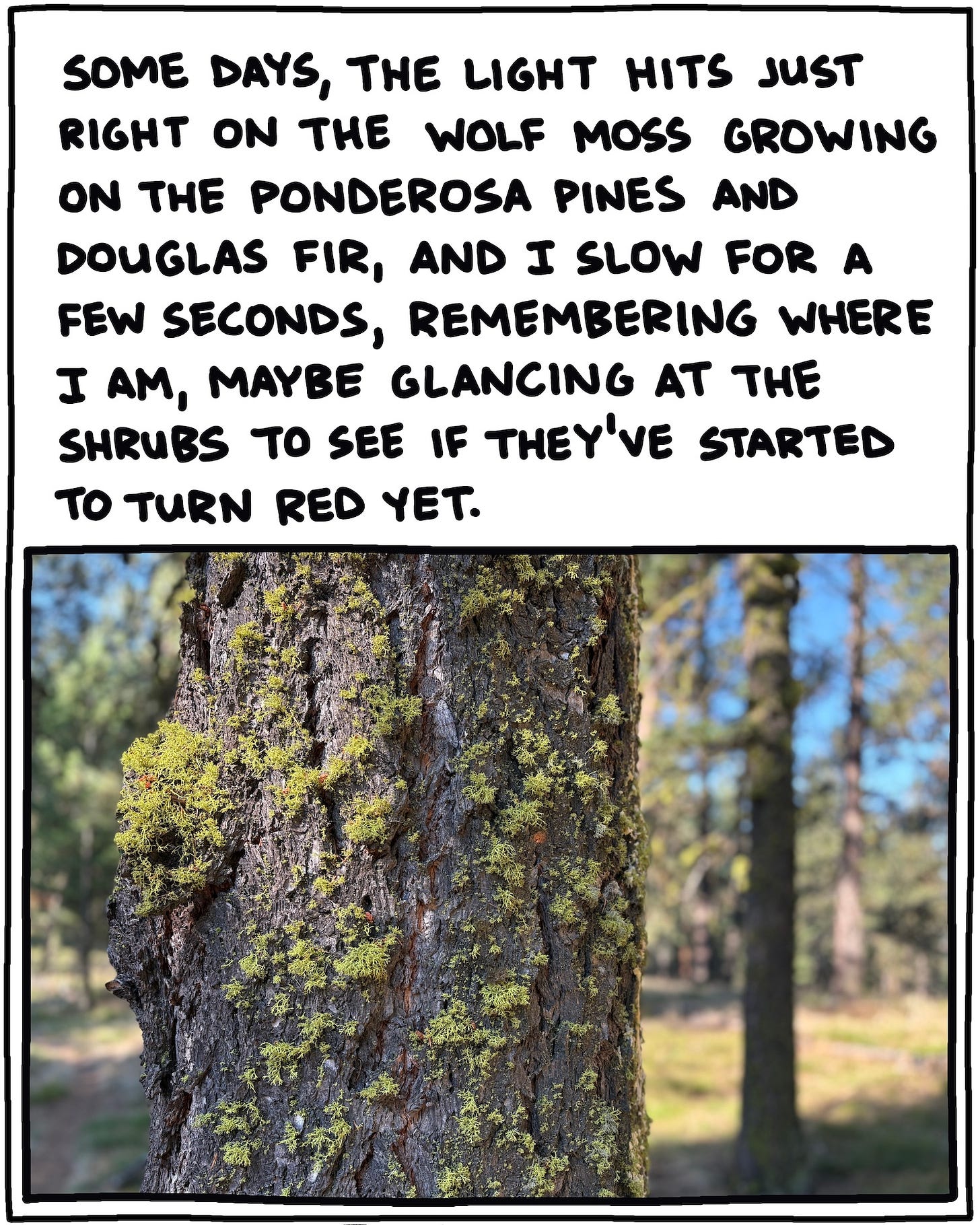 photo of wolf moss on bark of douglas fir tree and text: Some days, the light hits just right on the wolf moss growing on the ponderosa pines and douglas fir, and I slow for a few seconds, maybe glancing at the shrubs to see if they’ve started to turn red yet.