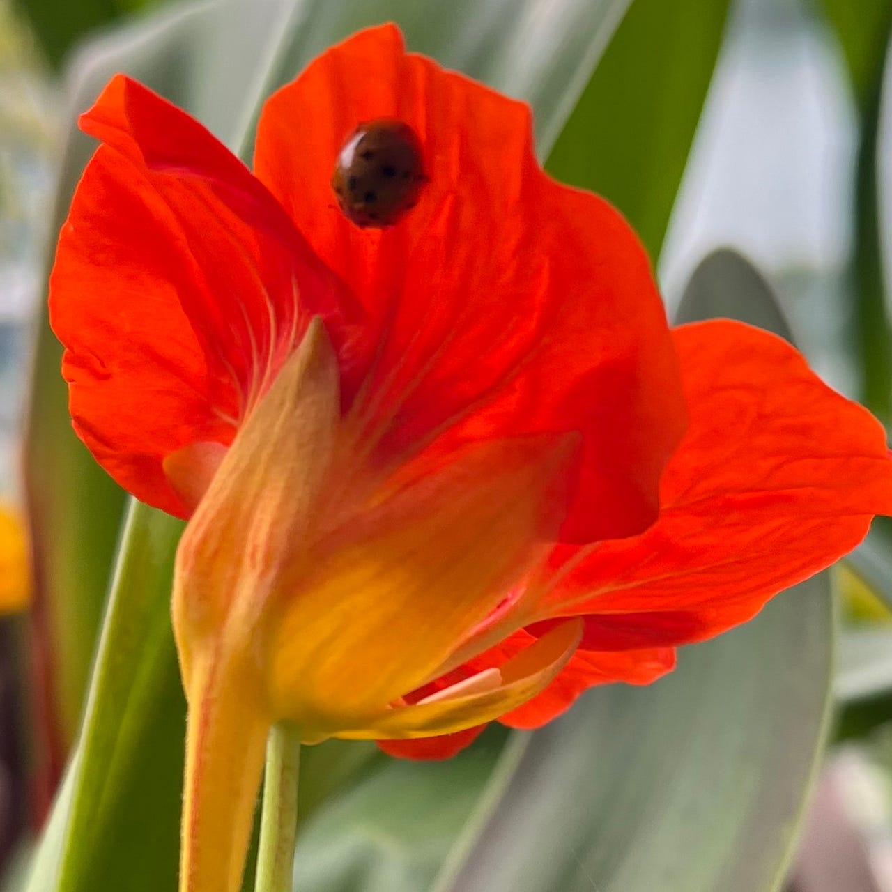 The Astonishment Project 