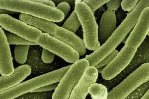 This image shows a microscopic view of E. coli bacteria, a species with an intimate relationship with humans. This image shows a microscopic view of E. coli bacteria, a species with an intimate relationship with humans.