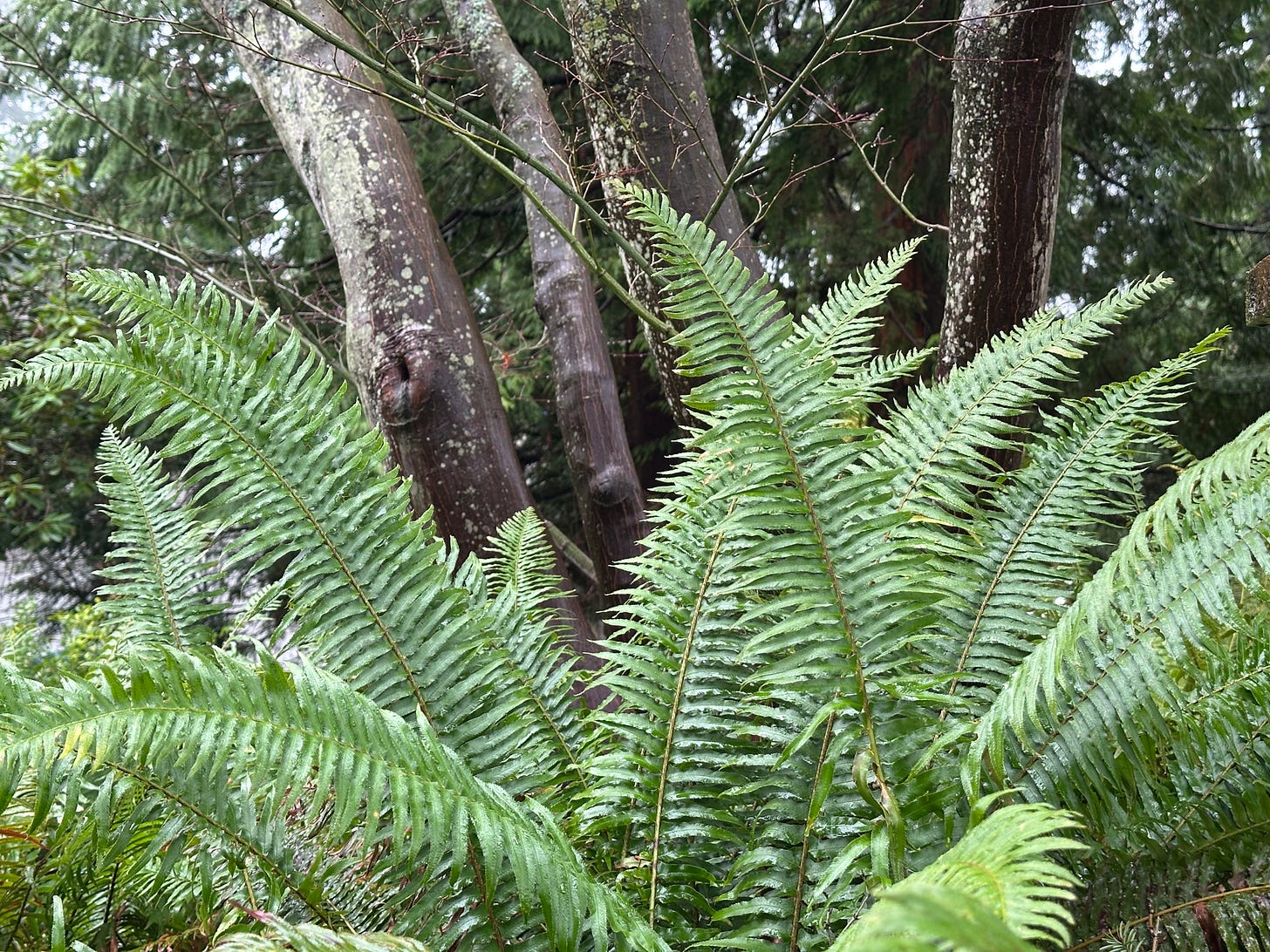 rain covered ferns