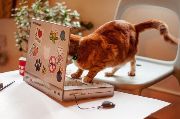 Cat_Scratch_Laptop_2 Cat_Scratch_Laptop_2