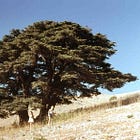 The Rootstock of Synchronosophy (part 1/6)