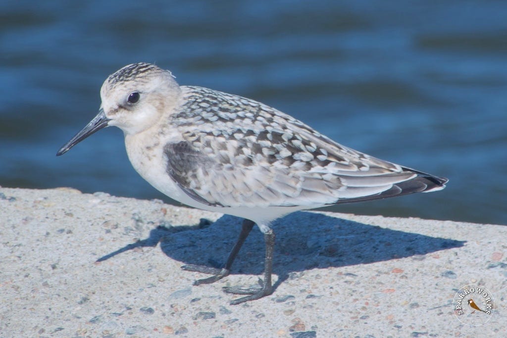 Sanderling