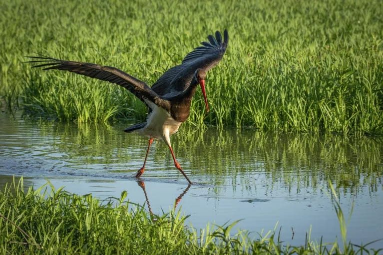 Aldergot Roman, Flying Gait