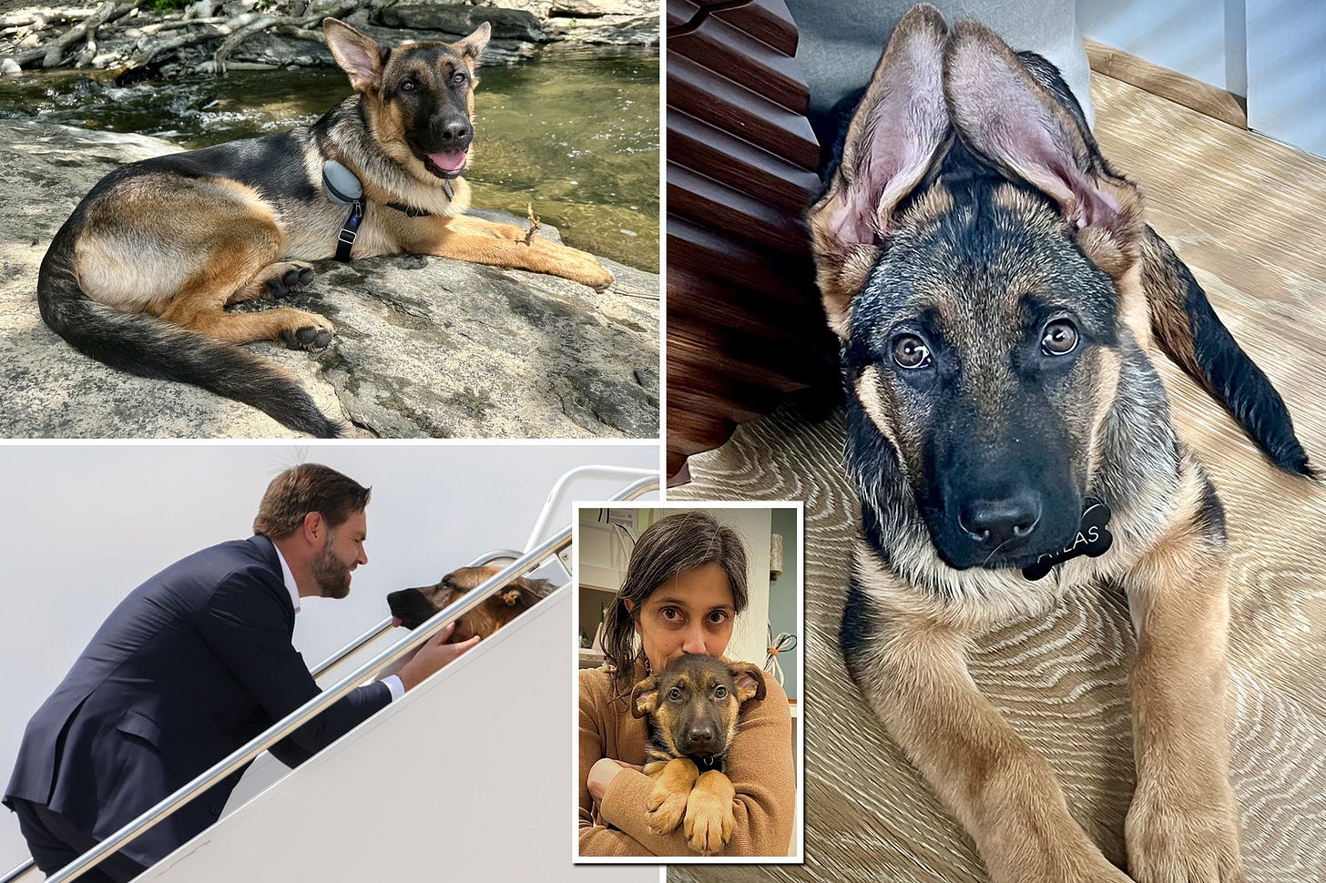 Exclusive | Meet Atlas Vance: GOP VP hopeful's family puppy confirmed  'extremely good dog'