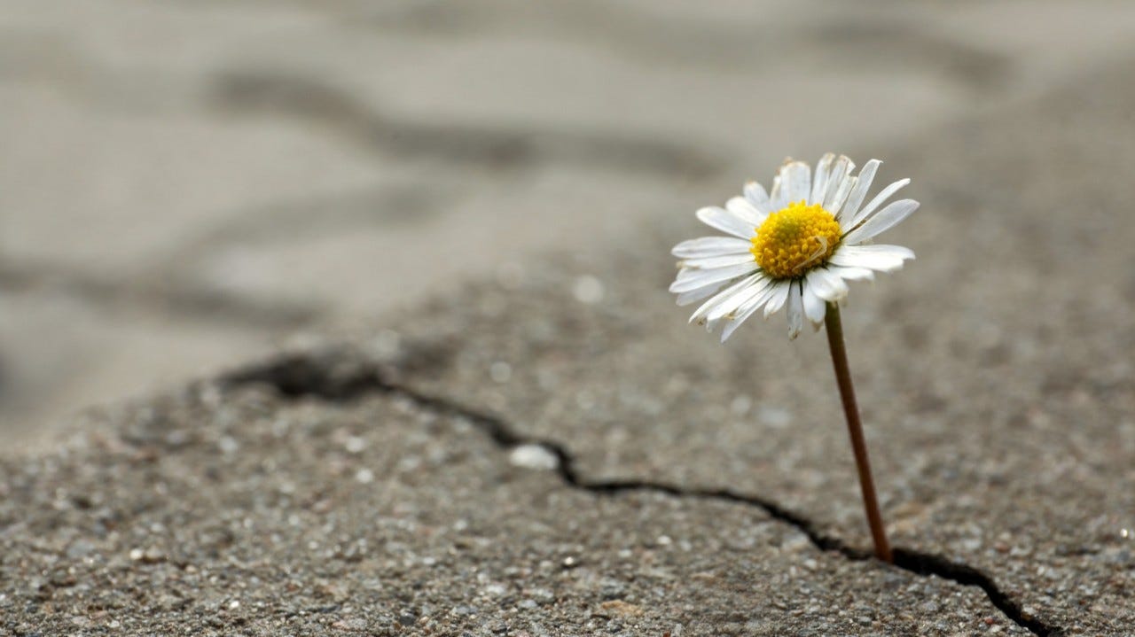 May be an image of flower May be an image of flower