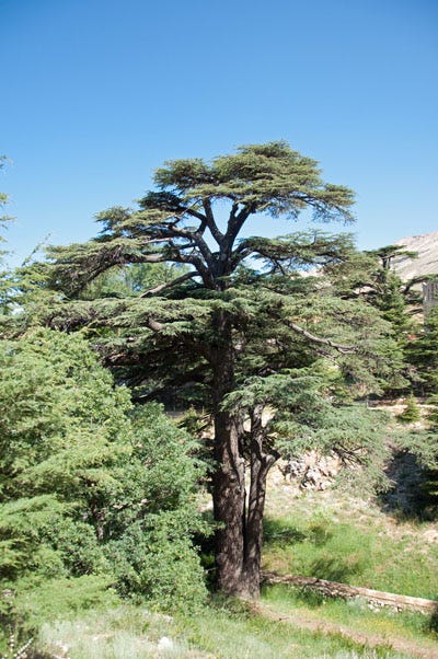 Tall evergreen tree stands against a bright blue sky. Tall evergreen tree stands against a bright blue sky.