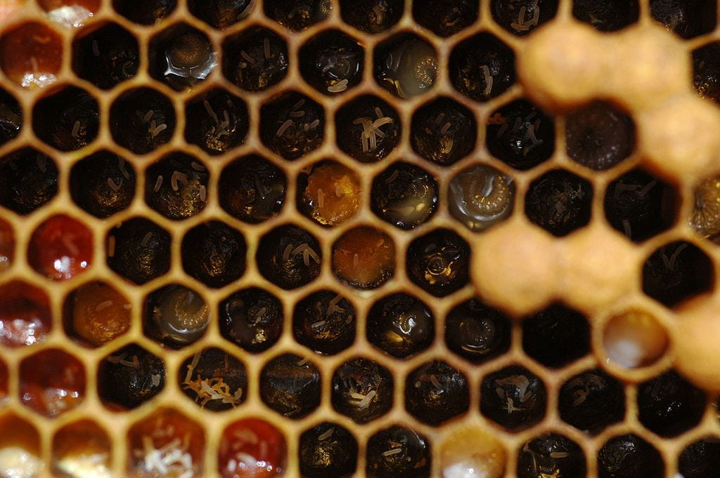 Image of hive cells. Image of hive cells.