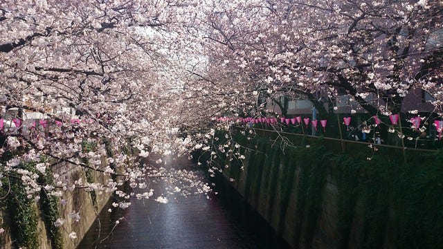 Cherry Blossom in NakaMeguro Cherry Blossom in NakaMeguro