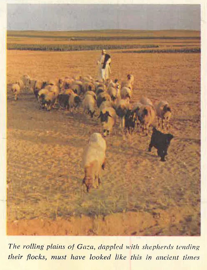 A series of photographs from David Douglas Duncan’s 1956 photo essay in Collier’s magazine, showing Palestinians in Gaza engaged in traditional agrarian life. Images include an elderly man sifting grain; Bedouins of varying ages in the fields; shepherds with their flocks on rolling plains; a young girl with her goat; and men trading livestock at Gaza’s weekly market. These moments capture the enduring connection between people and land in the aftermath of the Nakba.