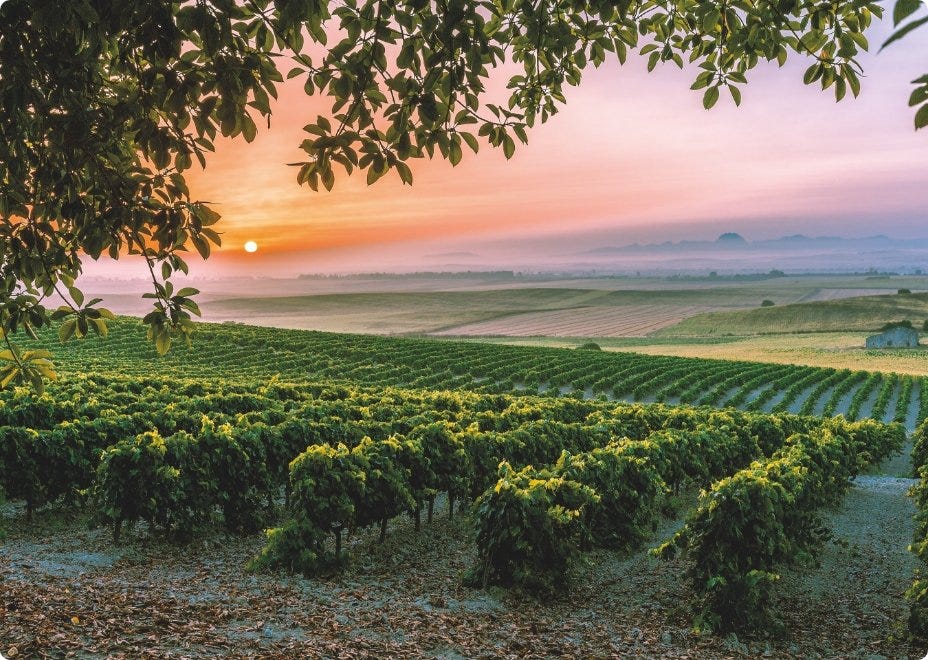 Viticulture | Production - Sherry Wines