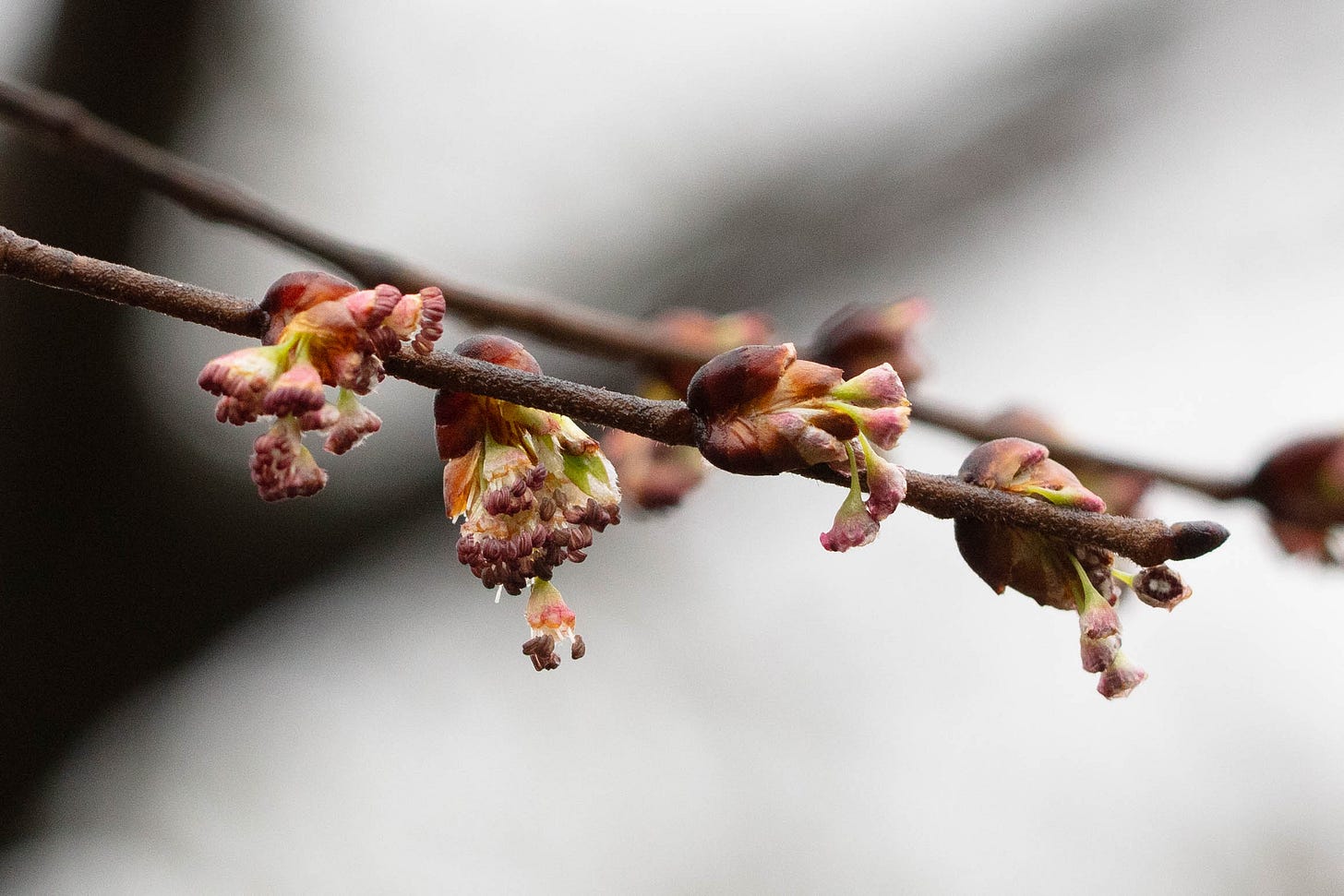 Close-up of a twig with elm flowers, as described in detail in the text.