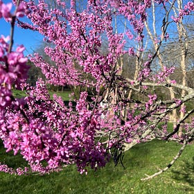 Spring 2024 and the Growth of Memory