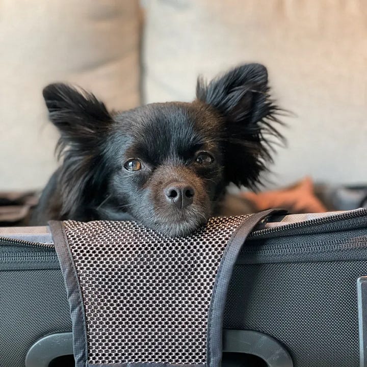 a chihuahua is featured in many photos