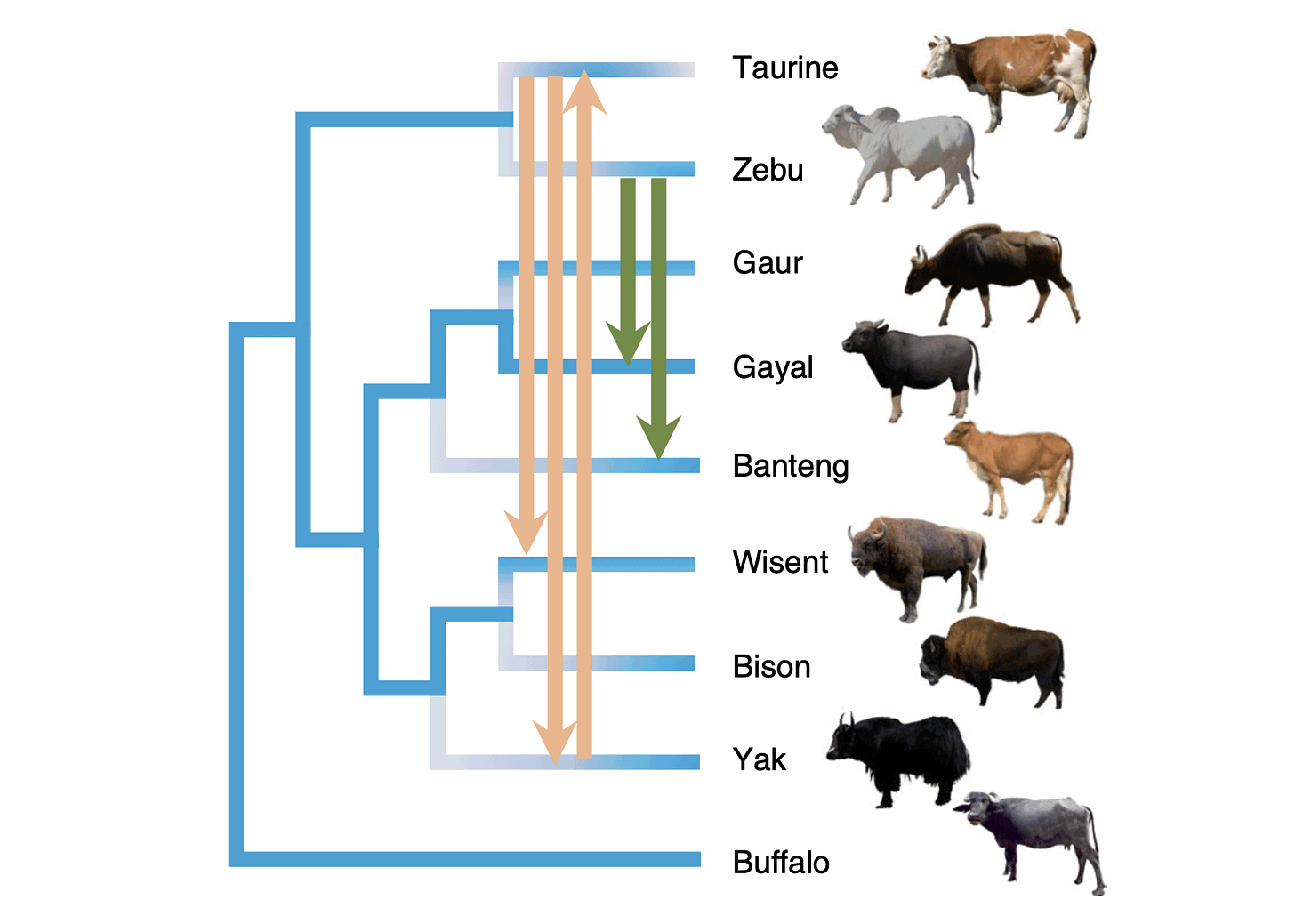 Tree showing relationships of taurine, zebu, gaur, gayal, banteng, wisent, bison, yak, and water buffalo with introgression between many lineages Tree showing relationships of taurine, zebu, gaur, gayal, banteng, wisent, bison, yak, and water buffalo with introgression between many lineages