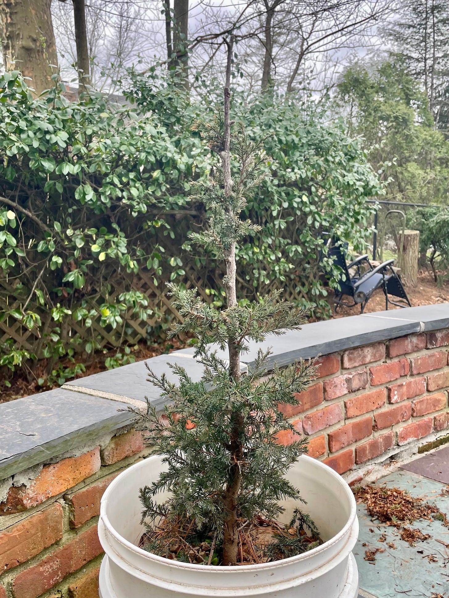 ID: The Eastern red cedar after pruning