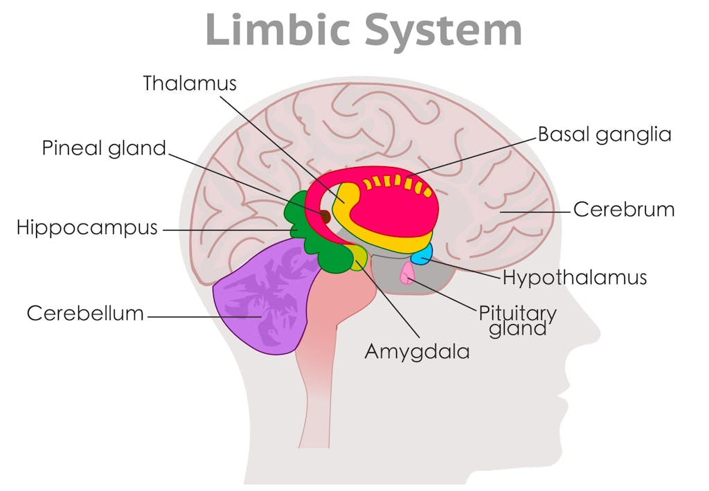 De hippocampus – het geheugencentrum van de hersenen | wibnet.nl