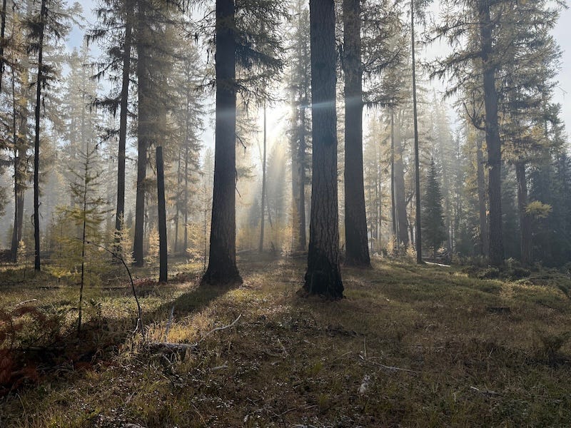 Sun shinning through mist on trunks of larch trees in a grove.
