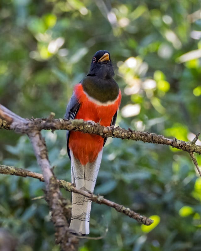 20260422-Chiricahuas-122-Edit.jpg