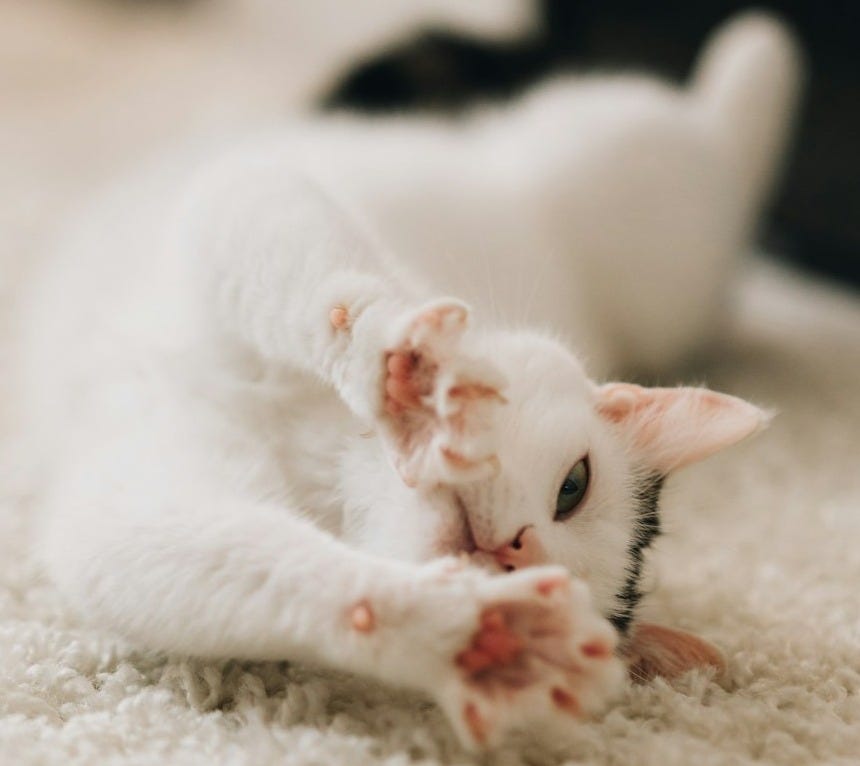 a cat laying on the floor with its paws on the floor a cat laying on the floor with its paws on the floor