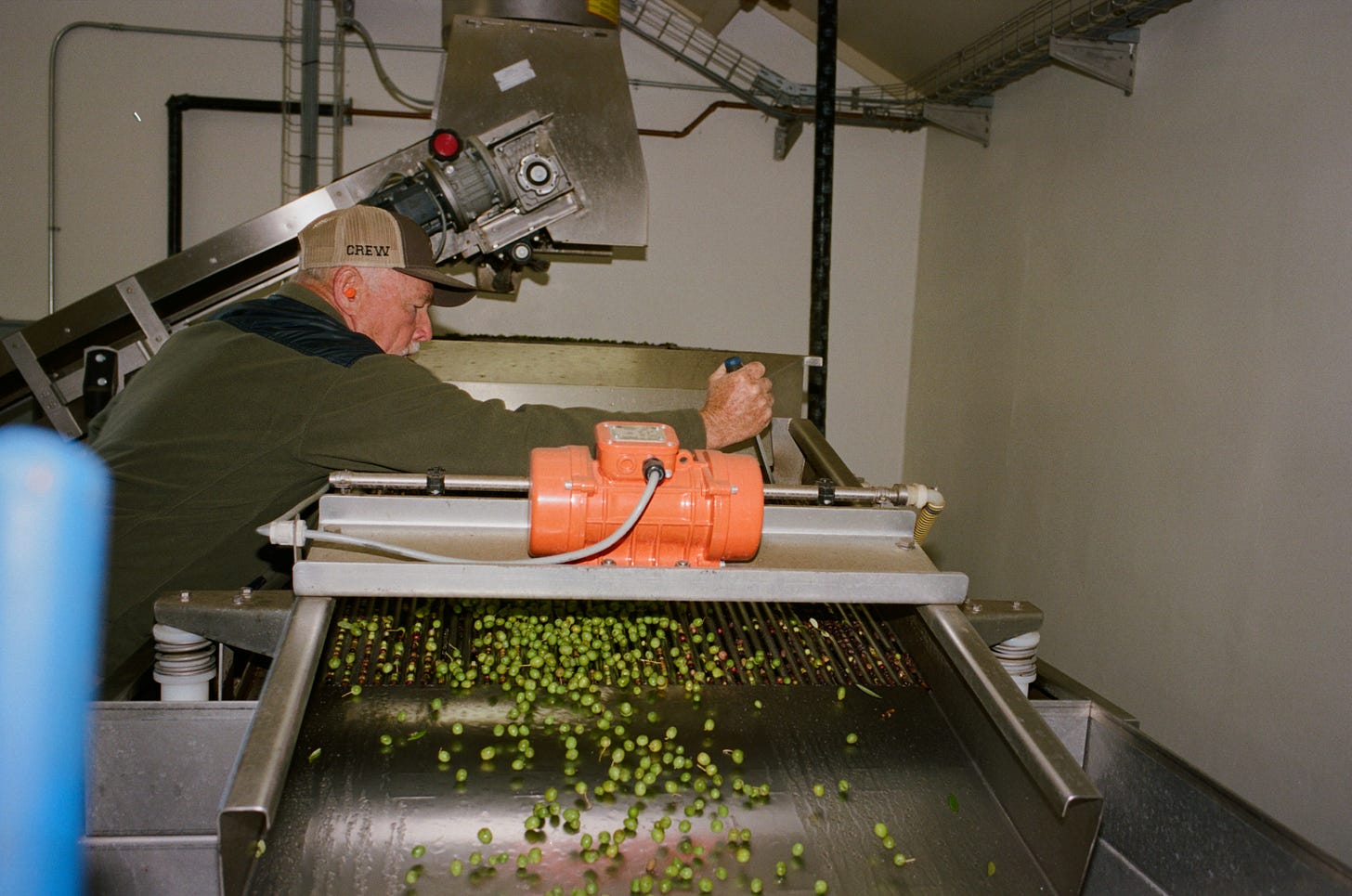 Scott's dad patrols olives ready to be pressed