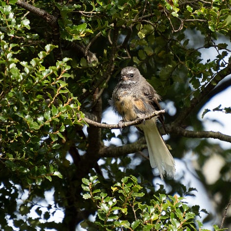 Butterflies and birds in the tawai tree.