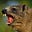 Hyrax's avatar