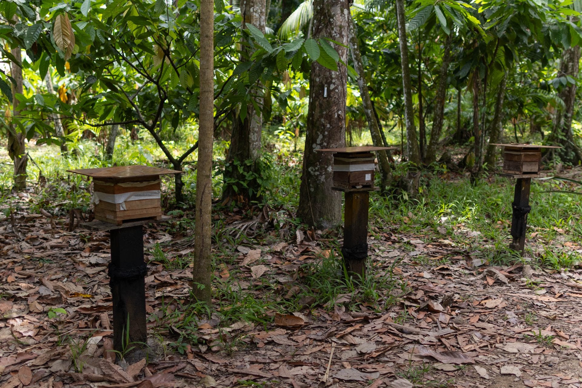 IL DILEMMA DEL BRASILE, E NOSTRO - Limes, image size:1920x1280