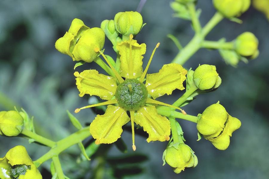Common Rue (ruta Graveolens) Flowers by Science Photo Library