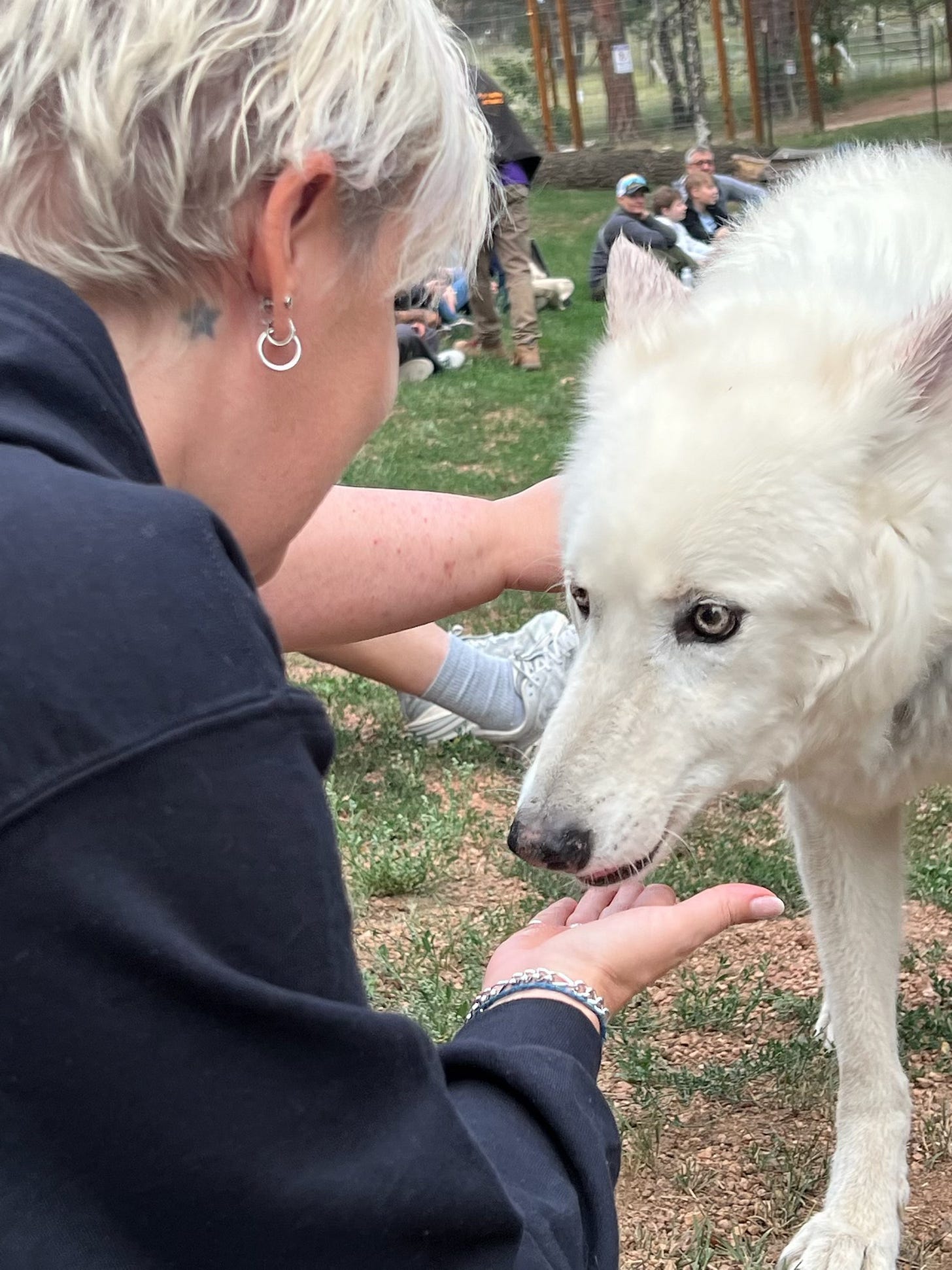 Photo of a white wolf
