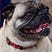 Margaret the Pug's avatar