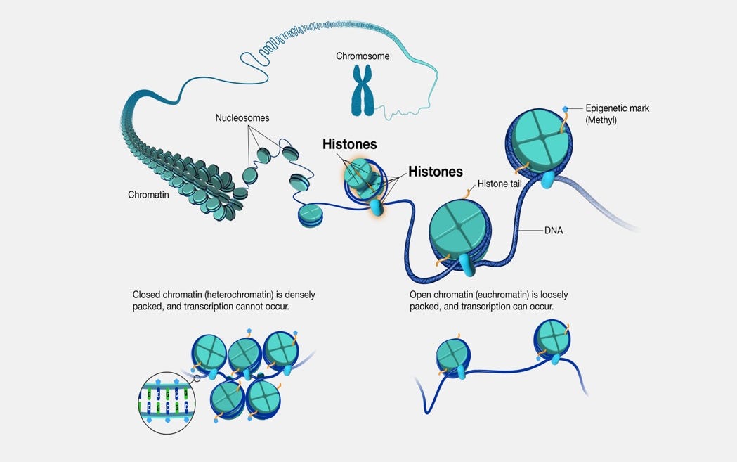 A diagram of a dna molecule

AI-generated content may be incorrect.