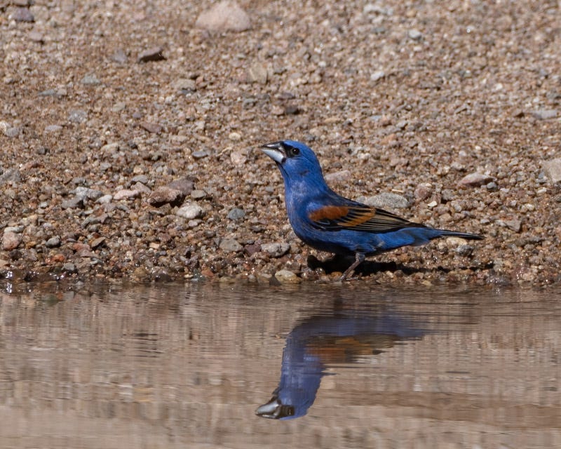 20250710-SantaGertrudis-169-Edit.jpg 20250710-SantaGertrudis-169-Edit.jpg