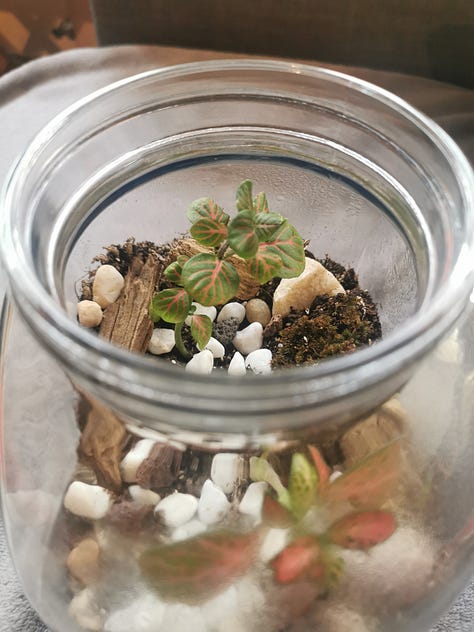 Terrario, árbol tropical y suculenta.