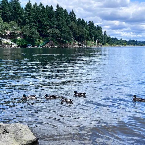 Ducks in Willamette river, Kacey in lake holding a paddle, river view