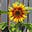 Heidi Plant's avatar
