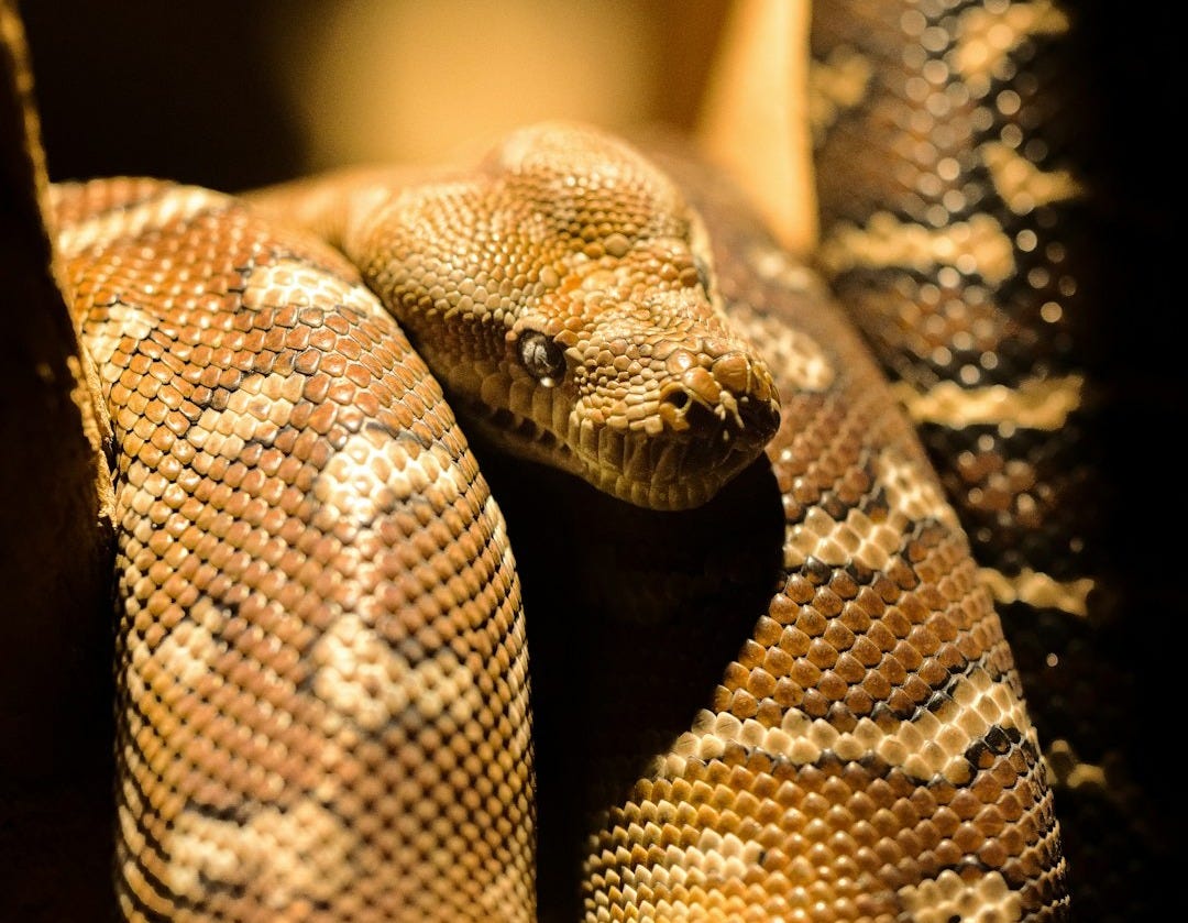 brown python