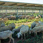 Windstory #21- Renewables and the rural environment: two realities that can go hand in hand